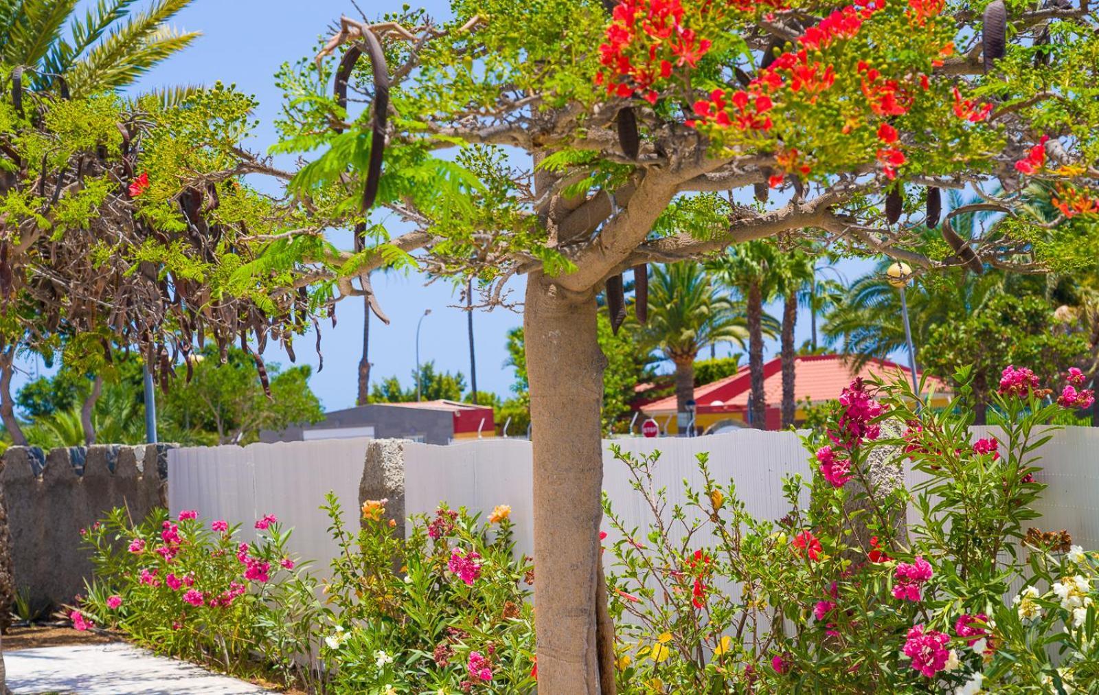 Bungalows Las Almenas Maspalomas  Exteriör bild